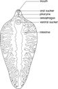 Coloring page with Sheep liver fluke Fasciola hepatica.